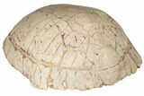 Fossil Tortoise (Stylemys) - South Dakota #192478-3